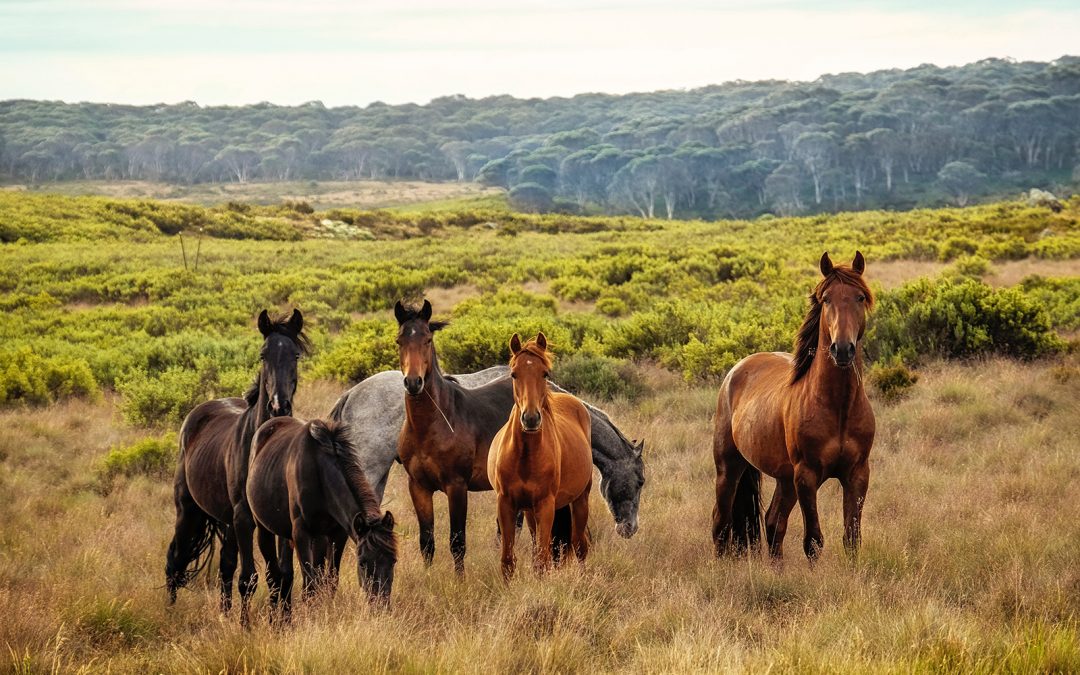 Équicoaching : quels sont les points communs entre les chevaux et les organisations libérées ?