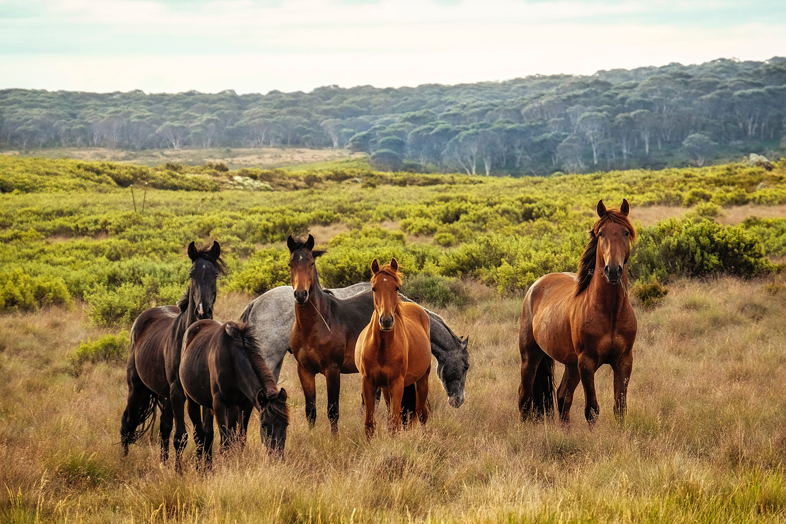 Equicoaching