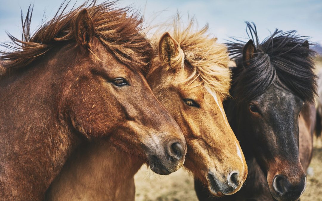 Equicoaching et Sheepcoaching