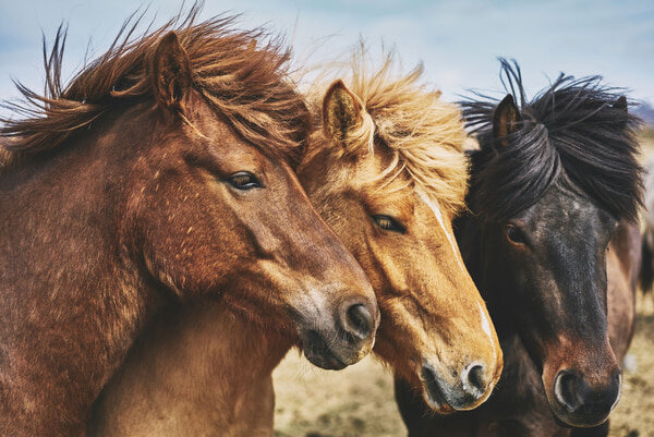 Equicoaching et Sheepcoaching