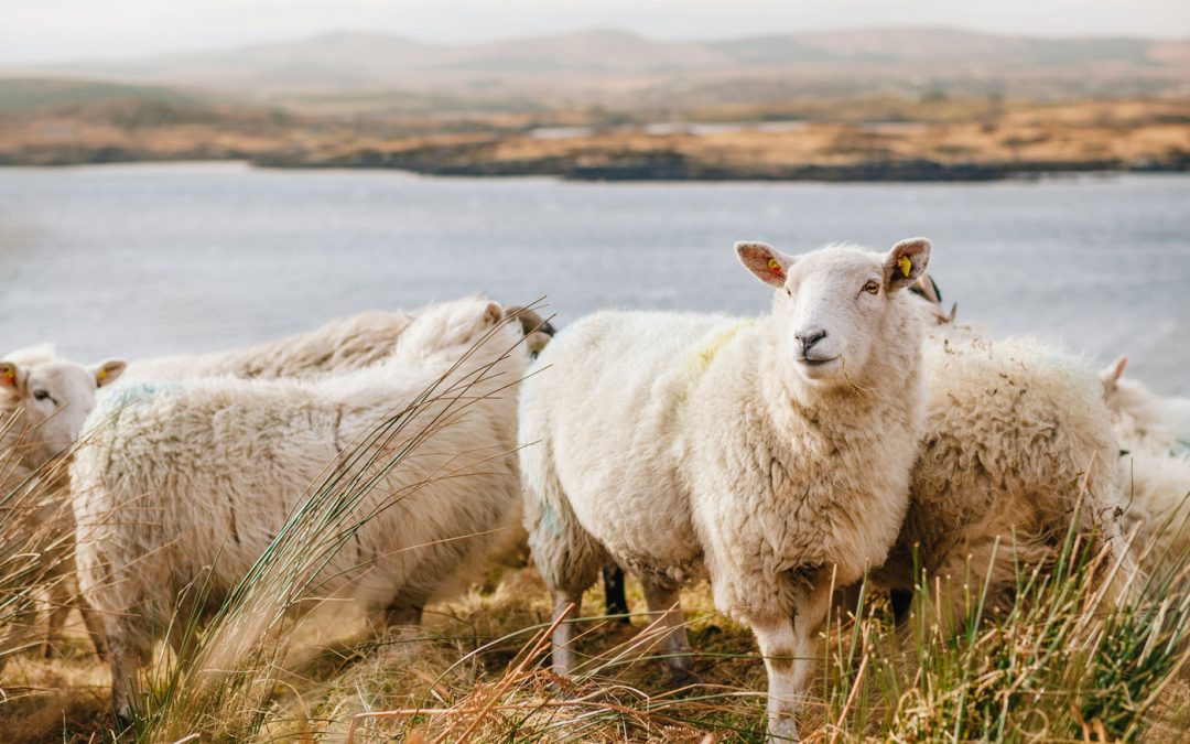 Sheep Coaching : quand les moutons révèlent nos comportements et nous apprennent le fonctionnement des organisations