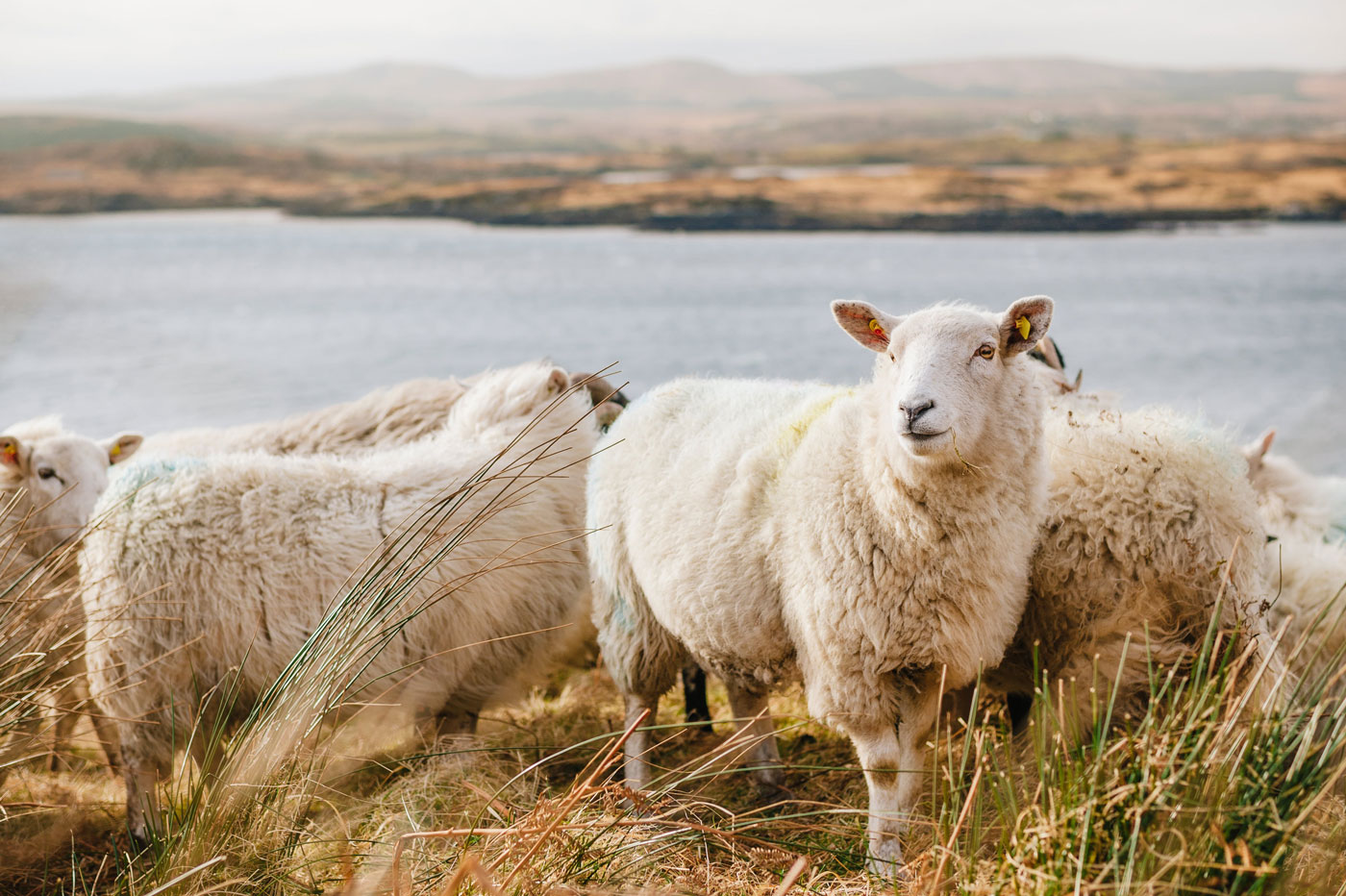 Sheep Coaching : quand les moutons révèlent nos comportements et nous apprennent le fonctionnement des organisations